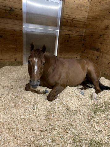 A show horse resting after a long day of competition. 