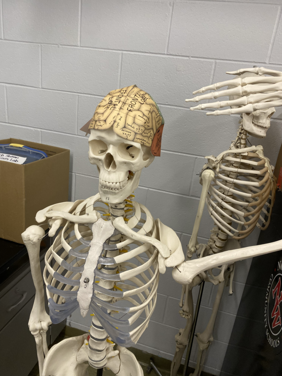 Picture of a skeleton figure