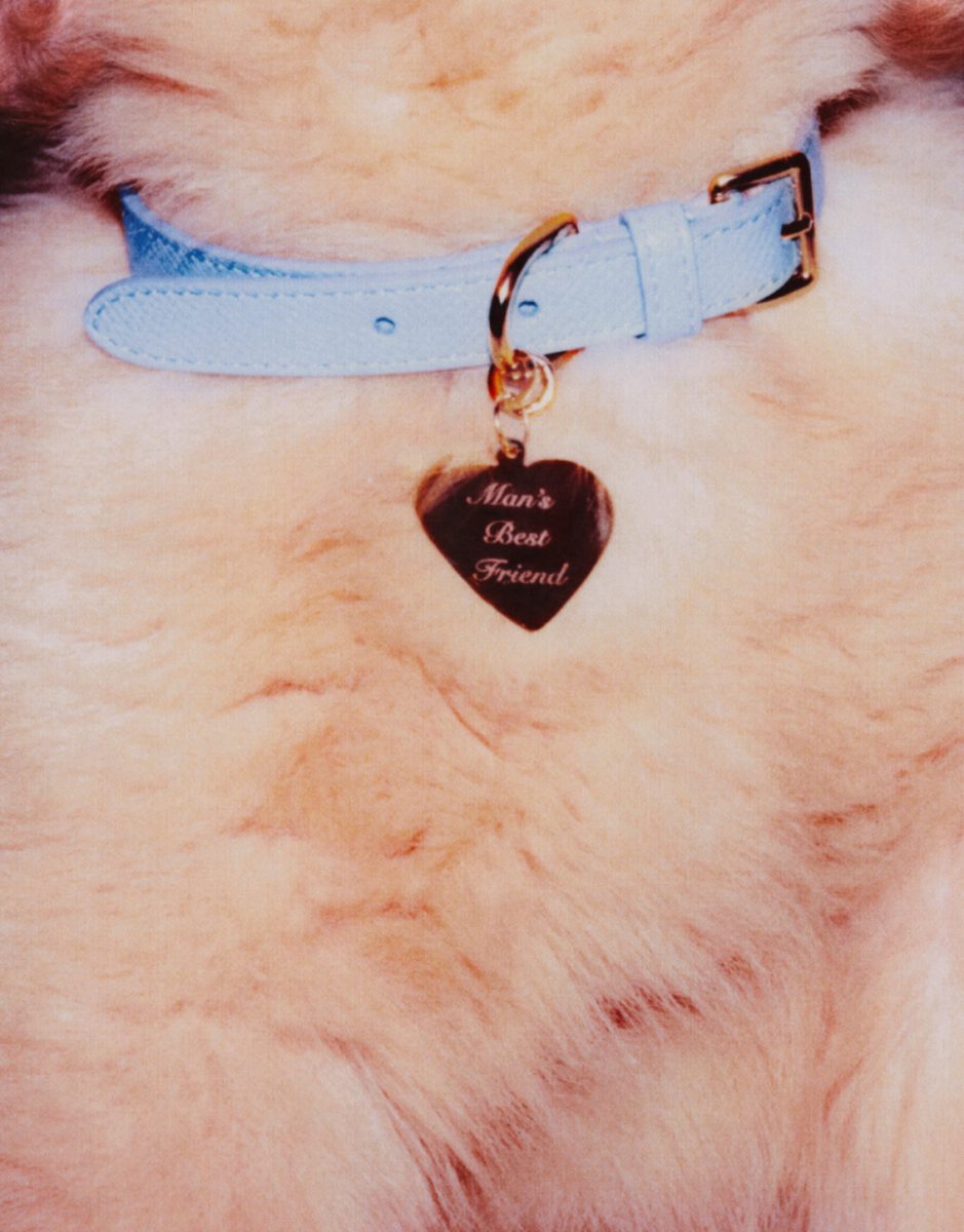 Man's Best Friend: A Cover in Controversy