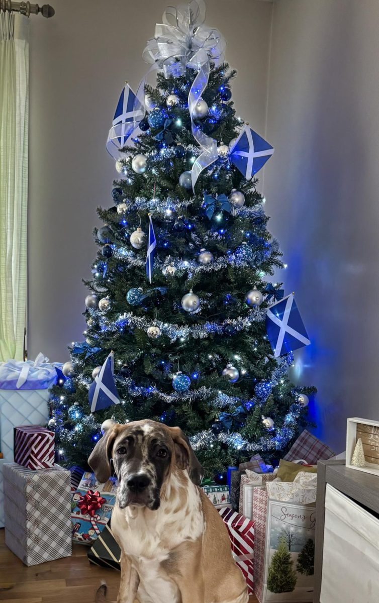 Emily Lawrie's dog, Lilo, in front of her Christmas Tree.
(Submitted By Emily Lawrie)